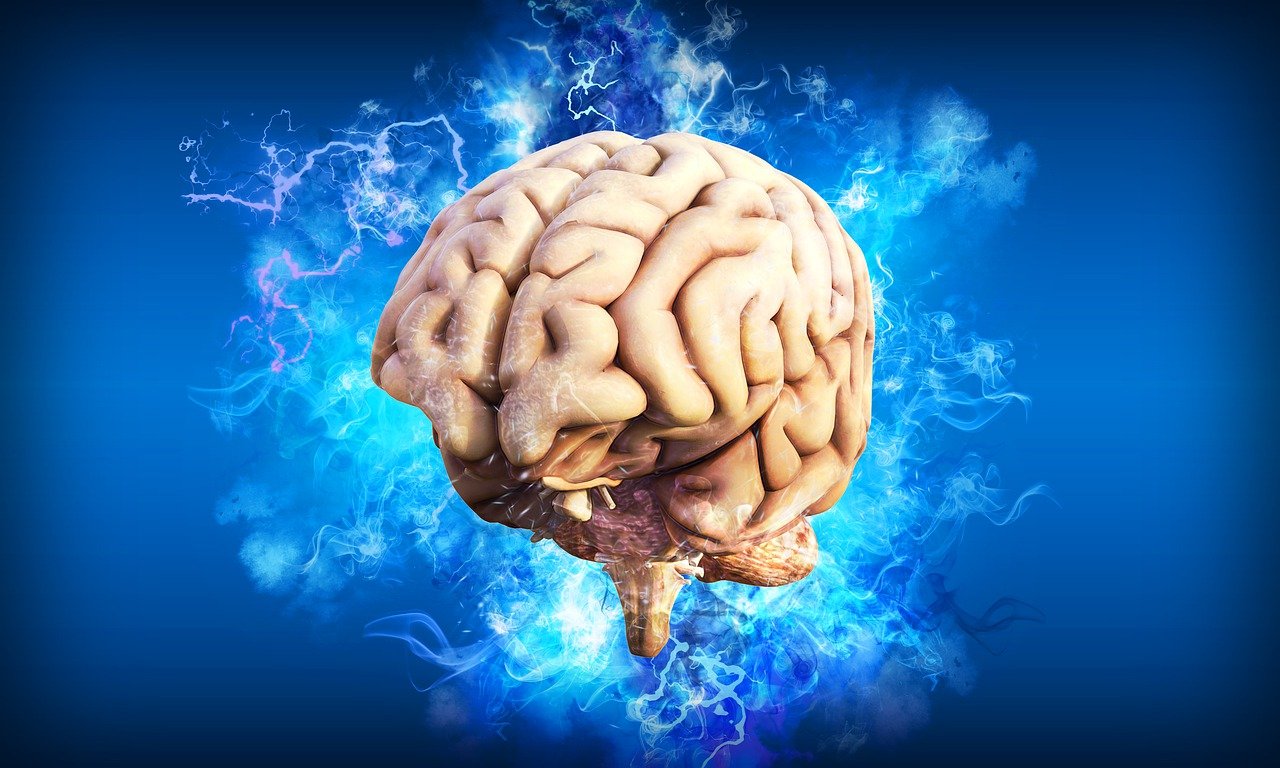 Brain 4314636 1280
